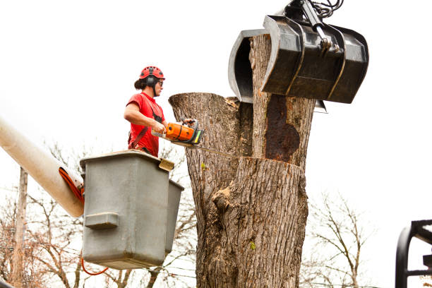 Best Root Management and Removal  in Absecon Highlands, NJ